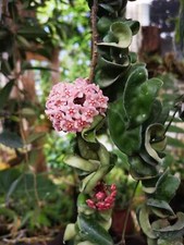 2 pezzi Hoya Compacta aka o