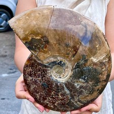 6,28 libbre raro esemplare fossile di conchiglia naturale lucida naturale del Madagascar