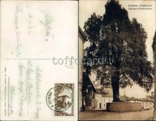 VARESE PROVINCIA-SOMMA LOMBARDO-CIPRESSO-C97-53