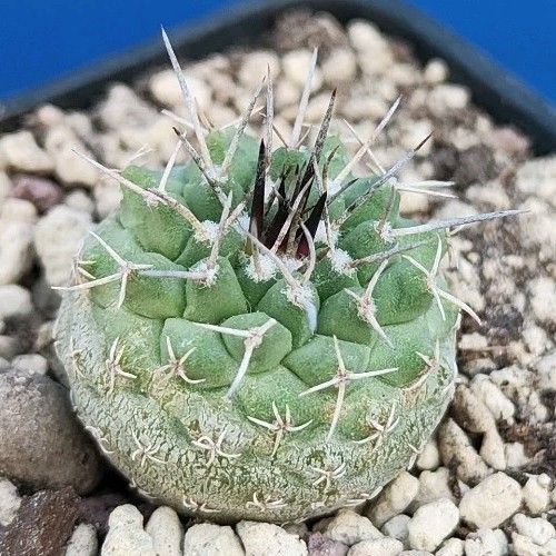 Strombocactus esperanzae - , vm