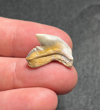 Dente di squalo tigre fossile