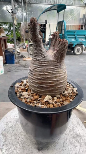 Pachypodium rosulatum var