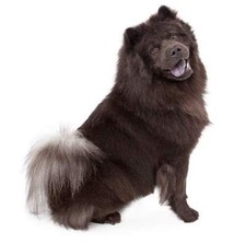 Adesivo per cani Chow-Chow sticker dog animali cane leone cm 11x9 circa