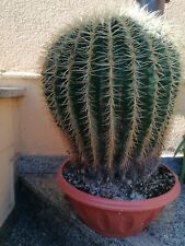 pianta grassa cuscino della suocera