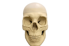 Teschio umano Anatomico