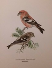 LOXIA LEUCOPTERA BIFASCIATA  - SVENSKA FLAGAR - Stoccolma 1927 / 1929