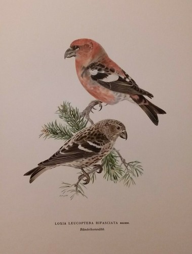 Loxia leucoptera bifasciata - leucoptera,