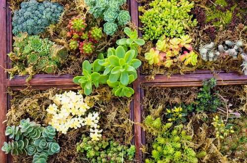 Sedum miscela enne - grassa, 20