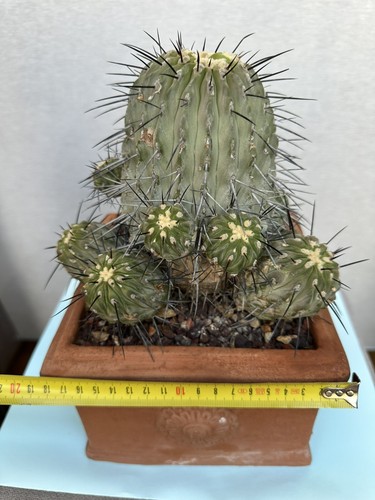 Copiapoa dealbata muy vieja.
