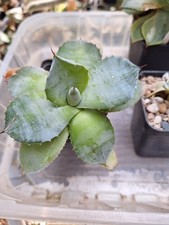 Agave isthmensis potatorum