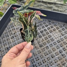 Alocasia nobilis pink