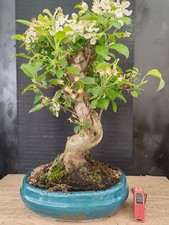 Bonsai melo h - ,