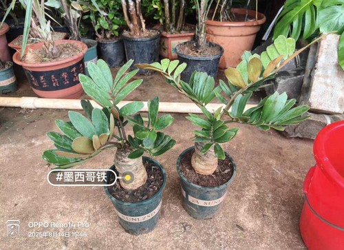 Pezzo raro zamia furfuracea - pezzo,