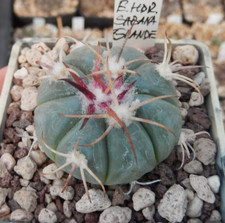 Echinocactus horizonthalonius