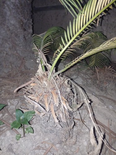 Cycas revoluta trapiantate - cycas,