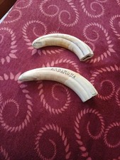 Zanne Di Facocero 1913