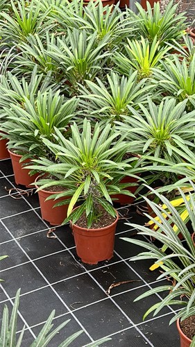 Pachypodium lamerei palma del - lamerei,