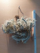 Tillandsia stellifera, clump