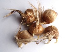 Crocus Sativus Safran - Crocus