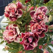 Semi adenium obesum - 5,