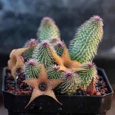 Pianta di cactus succulenta 5
