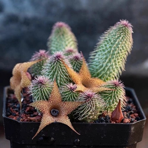 Pianta cactus succulenta - pianta, di