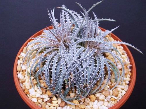 Dyckia fosteriana stella - dyckia,