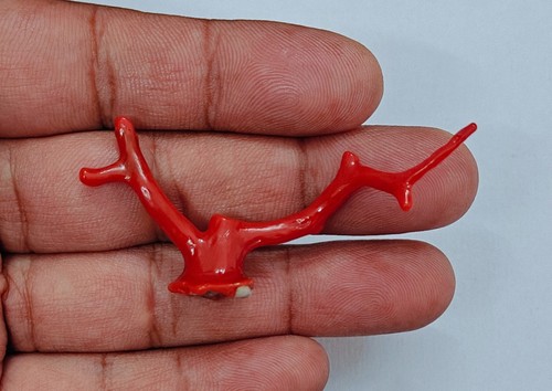 Ramo corallo rosso - di,