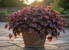 Sale2440 heuchera rosa - sale2440, di