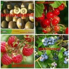 80 Semi DI FRUTTI DI BOSCO in