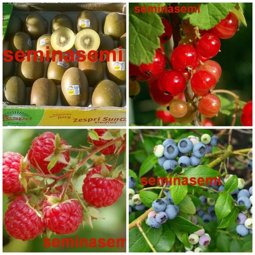 Semi frutti bosco in - semi, di