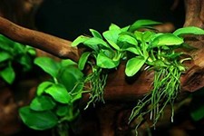 Pianta anubias barteri nana - anubias,