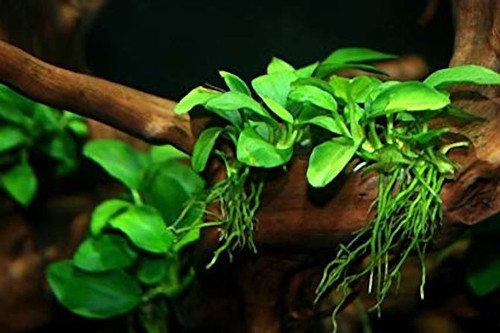 Pianta anubias barteri nana - pianta,