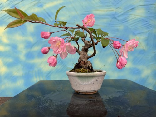 Joe shohin bonsai - di, mela