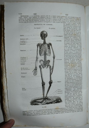 Medicina fig 1858 - medicina,