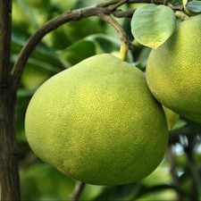 PIANTA DI POMELO O SHADDOCK in