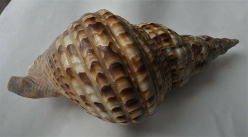 Conchiglia charonia - ,