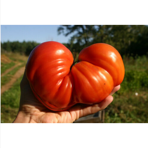 Pomodoro cuore bue gigante - pomodoro, di
