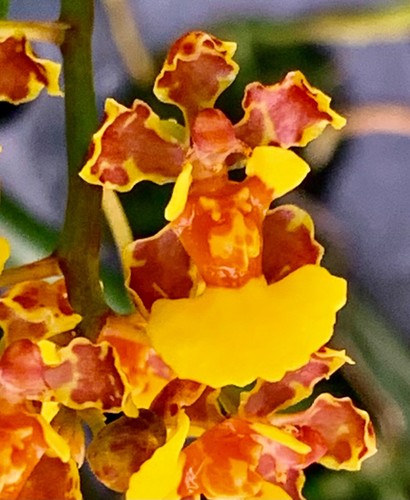 Trichocentrum species gold - trichocentrum,