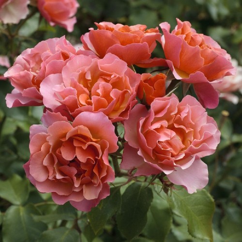Pianta rosa jean - ,
