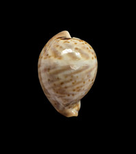 Conchiglia shell cypraea - conchiglia,