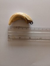 dente di cinghiale vero, munito di gancetto 