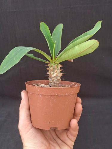 Euphorbia milii vulcanii - milii, f.