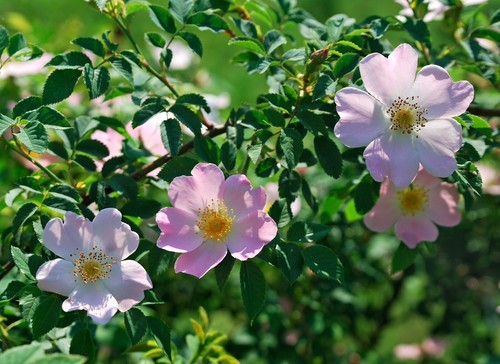 Rosa canina - –,