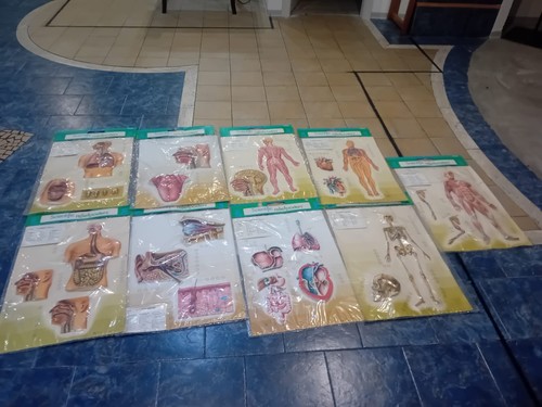 Lotto tavole anatomiche - tavole,