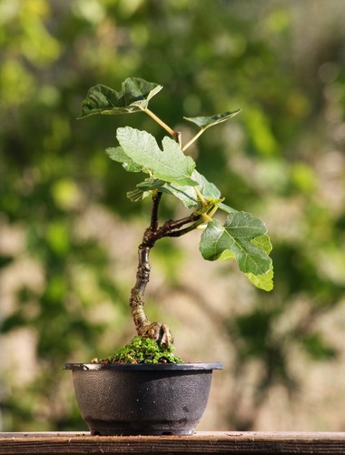 Prebonsai fico - prebonsai,