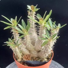 Pachypodium Rosulatum subsp