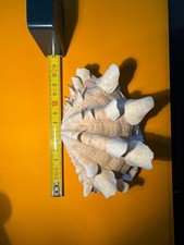 Conchiglia tridacnidi - conchiglia,