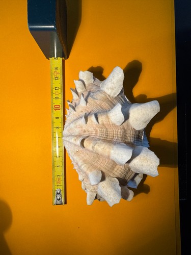 Conchiglia tridacnidi - conchiglia,