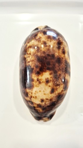 Cyprea testudinaria bargain - cyprea,
